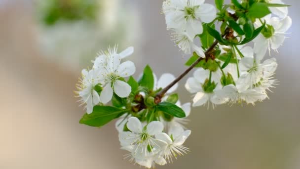 Lente Kersenbloei Kersenboom Witte Bloemen Tuin — Stockvideo