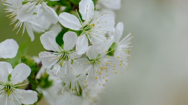 Cerisier Printemps Fleurs Blanches Cerisier Fleurs Dans Jardin — Video