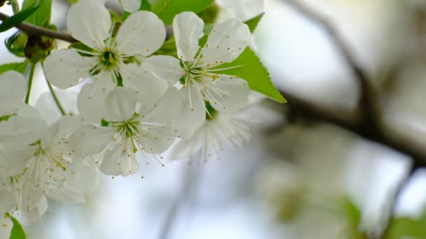 Primavera Cerezo Flor Cerezo Flores Blancas Jardín — Vídeos de Stock