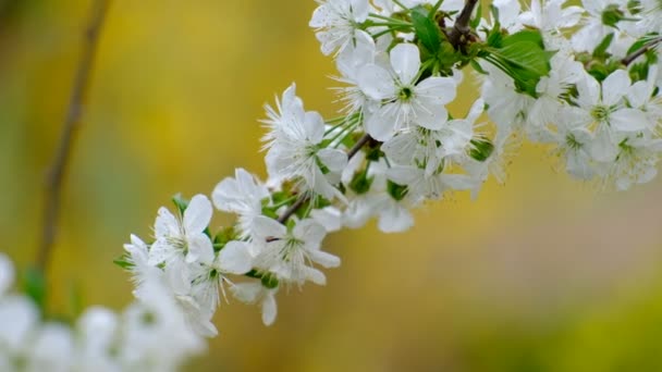 Lente Kersenbloei Kersenboom Witte Bloemen Tuin — Stockvideo