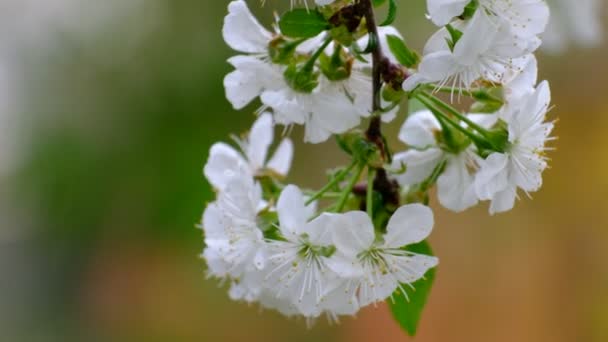 Lente Kersenbloei Kersenboom Witte Bloemen Tuin — Stockvideo