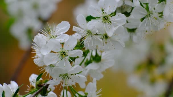 Primavera Cerezo Flor Cerezo Flores Blancas Jardín — Vídeo de stock