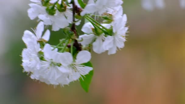 春天的樱花开满了樱桃树 花园里白花丛生 — 图库视频影像