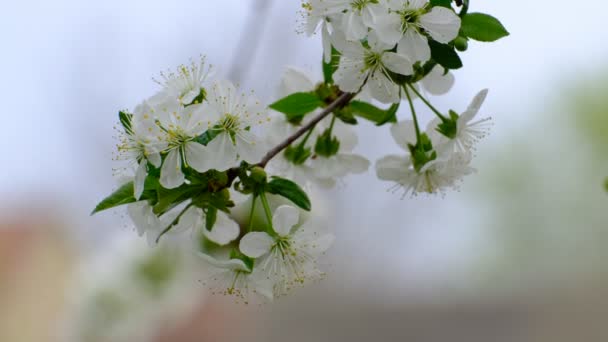 Primavera Cerezo Flor Cerezo Flores Blancas Jardín — Vídeo de stock