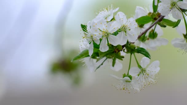 Primavera Cereja Florescendo Cereja Árvore Flores Brancas Jardim — Vídeo de Stock