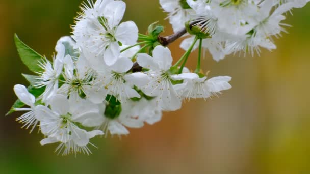 Jarní třešeň kvetoucí třešeň bílé květy v zahradě