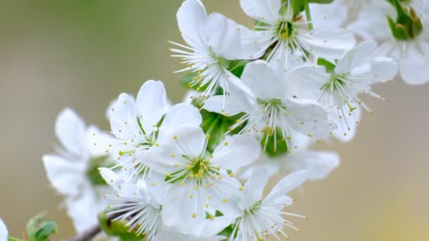 Primavera Ciliegio Fioritura Ciliegio Fiori Bianchi Giardino — Video Stock