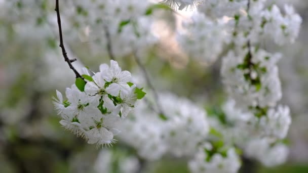 Spring Cherry Blossoming Cherry Tree White Flowers Garden — Stock Video