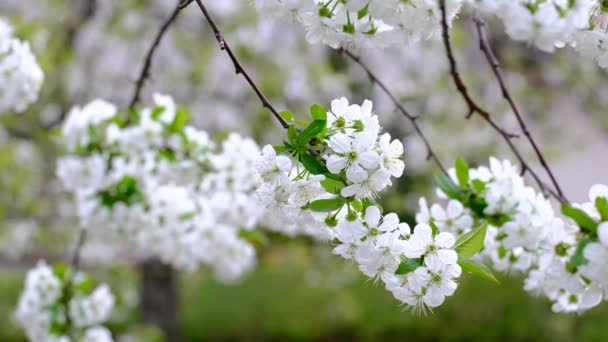 Spring Cherry Blossoming Cherry Tree White Flowers Garden — Stock Video