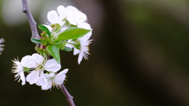 Spring Cherry Blossoming Cherry Tree White Flowers Garden — Stock Video