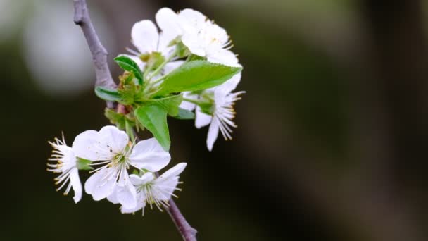 Lente Kersenbloei Kersenboom Witte Bloemen Tuin — Stockvideo