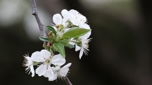 Frühling Kirschblüte Kirschbaum Weiße Blumen Garten — Stockvideo