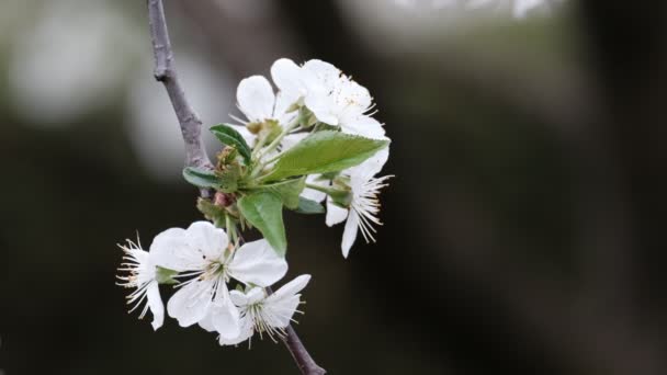 Spring Cherry Blossoming Cherry Tree White Flowers Garden — Stockvideo