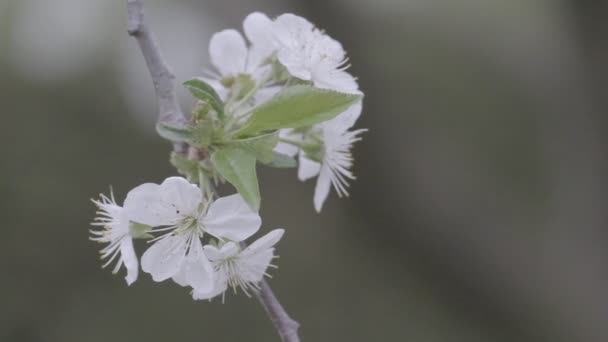 Spring Cherry Blossoming Cherry Tree White Flowers Garden — Stock Video