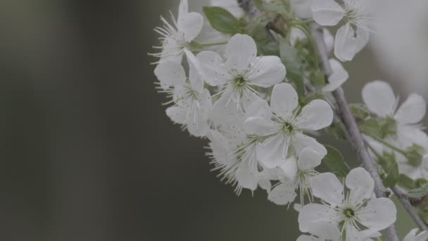 Primavera Cereja Florescendo Cereja Árvore Flores Brancas Jardim — Vídeo de Stock