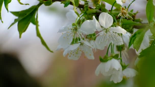 Primavera Ciliegio Fioritura Ciliegio Fiori Bianchi Giardino — Video Stock