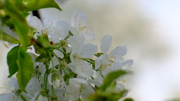 Frühling Kirschblüte Kirschbaum Weiße Blumen Garten — Stockvideo