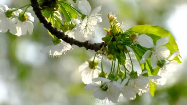 Primavera Ciliegio Fioritura Ciliegio Fiori Bianchi Giardino — Video Stock