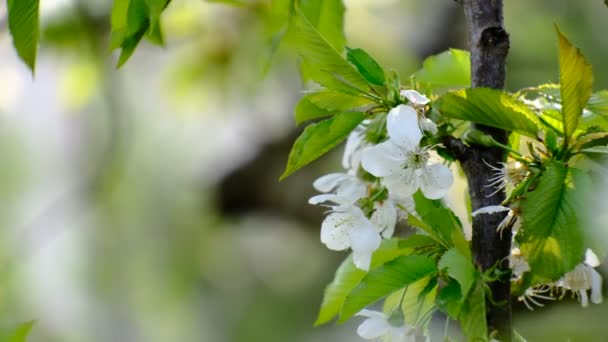 Spring Cherry Blossoming Cherry Tree White Flowers Garden — Stock Video