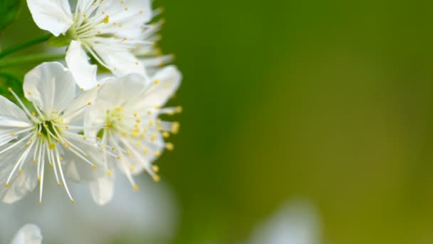 Lente Kersenbloei Kersenboom Witte Bloemen Tuin — Stockvideo