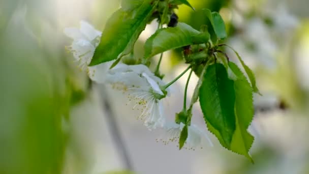 Tavaszi Cseresznyevirágzó Cseresznyefa Fehér Virágok Kertben — Stock videók