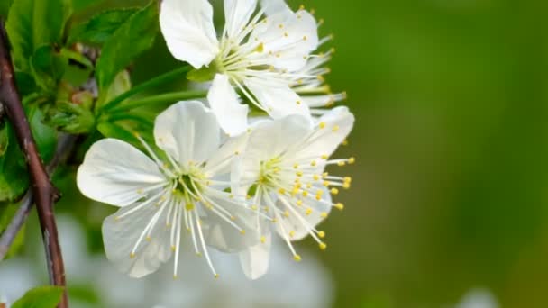 Cerisier Printemps Fleurs Blanches Cerisier Fleurs Dans Jardin — Video