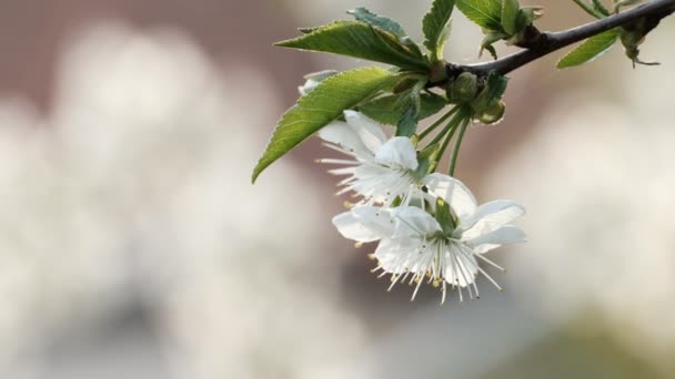 Primavera Ciliegio Fioritura Ciliegio Fiori Bianchi Giardino — Video Stock