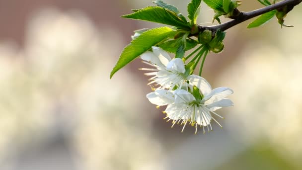 Primavera Cerezo Flor Cerezo Flores Blancas Jardín — Vídeo de stock