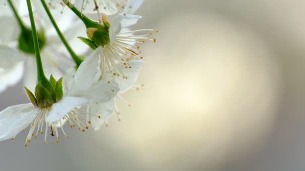 Primavera Cerezo Flor Cerezo Flores Blancas Jardín — Vídeos de Stock