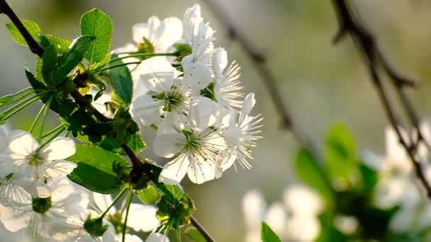 Frühling Kirschblüte Kirschbaum Weiße Blumen Garten — Stockvideo