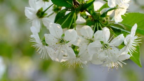정원에 벚나무흰 — 비디오
