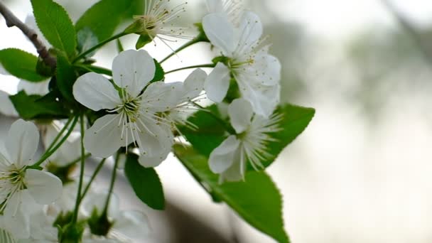 Spring Cherry Blossoming Cherry Tree White Flowers Garden — Stockvideo