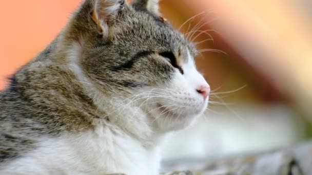 Gato Doméstico Dia Ensolarado Brilhante Telhado — Vídeo de Stock