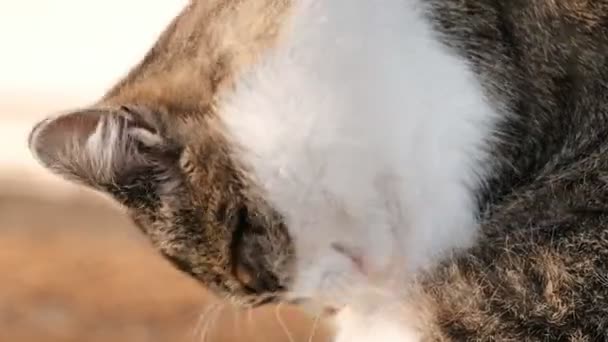 Hauskatze Einem Sonnigen Tag Dach — Stockvideo