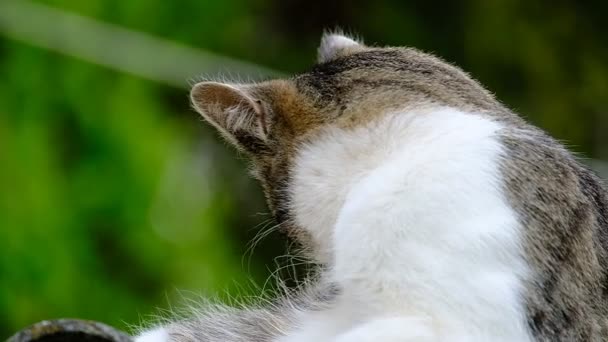 Gato Doméstico Dia Ensolarado Brilhante Telhado — Vídeo de Stock