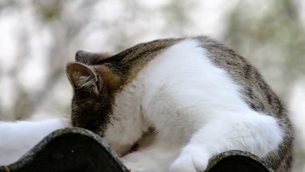 Gato Doméstico Día Soleado Brillante Techo — Vídeo de stock