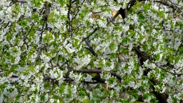 Spring Cherry Blossoming Cherry Tree White Flowers Garden — Stockvideo