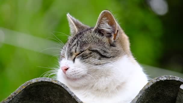 Gato Doméstico Dia Ensolarado Brilhante Telhado — Vídeo de Stock