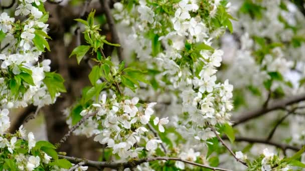 Primavera Cerezo Flor Cerezo Flores Blancas Jardín — Vídeo de stock