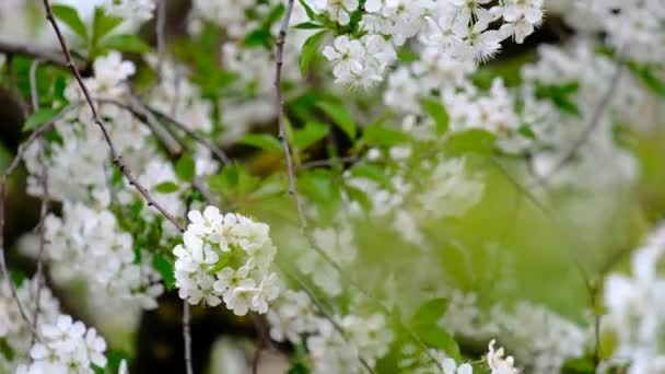 Primavera Cereja Florescendo Cereja Árvore Flores Brancas Jardim — Vídeo de Stock