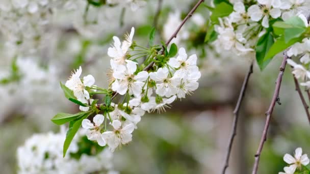 Primavera Cereja Florescendo Cereja Árvore Flores Brancas Jardim — Vídeo de Stock