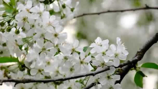 Primavera Cerezo Flor Cerezo Flores Blancas Jardín — Vídeos de Stock