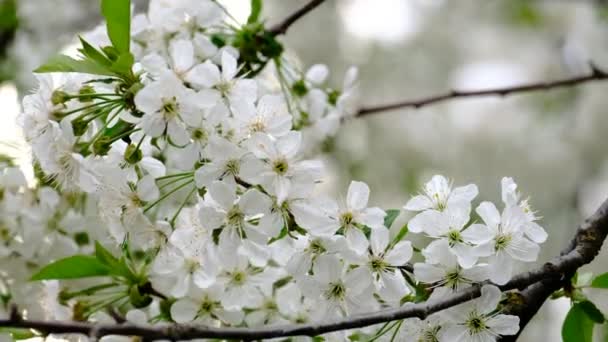 Tavaszi Cseresznyevirágzó Cseresznyefa Fehér Virágok Kertben — Stock videók