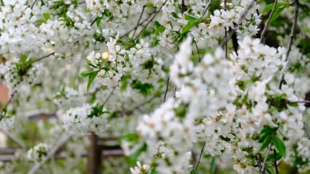 Весенняя Сакура Цветет Вишня Белые Цветы Саду — стоковое видео