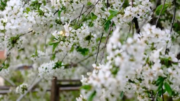 Primavera Cereja Florescendo Cereja Árvore Flores Brancas Jardim — Vídeo de Stock