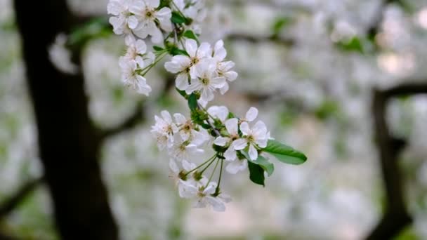 Весняна Вишня Квітуча Вишня Білі Квіти Саду — стокове відео