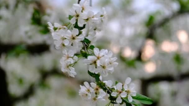 Primavera Cerezo Flor Cerezo Flores Blancas Jardín — Vídeo de stock