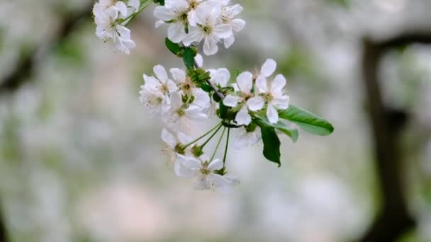 Primavera Cereja Florescendo Cereja Árvore Flores Brancas Jardim — Vídeo de Stock