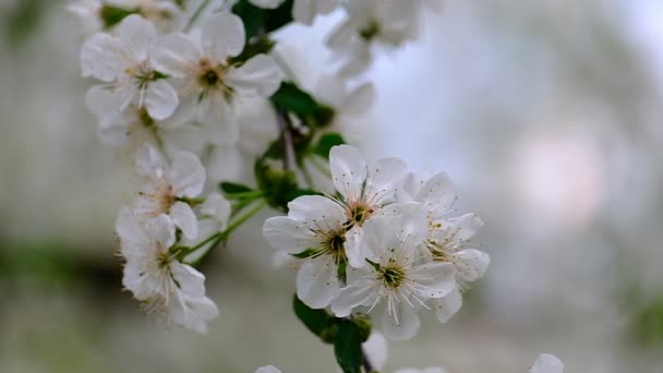 Primavera Cereja Florescendo Cereja Árvore Flores Brancas Jardim — Vídeo de Stock