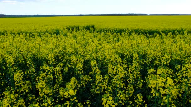 Buntes Feld Blühender Vergewaltigungen Sommer Ungarn — Stockvideo